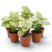Syngonium Confetti plant with pink-speckled leaves in a nursery pot.