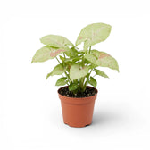 Syngonium Confetti plant with pink-speckled leaves in a nursery pot.