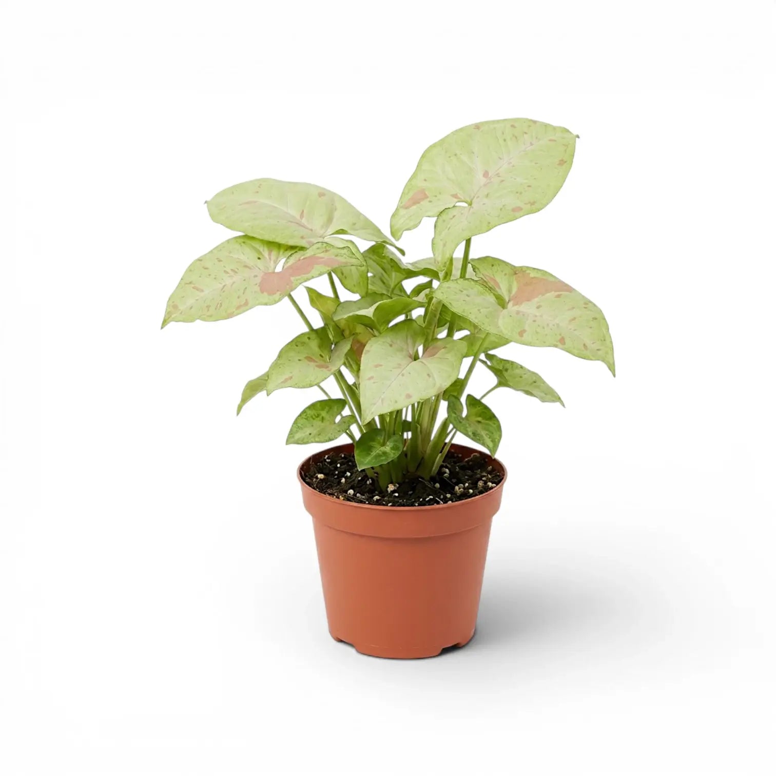 Syngonium Confetti plant with pink-speckled leaves in a nursery pot.
