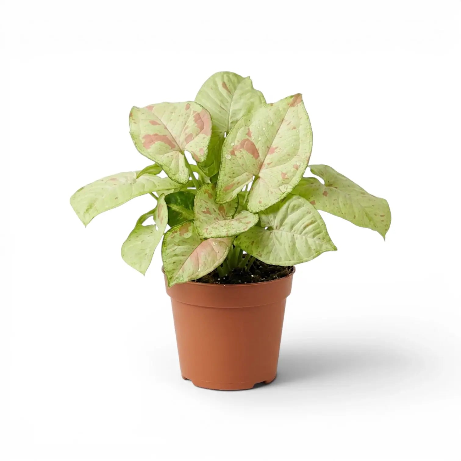 Syngonium Confetti plant with pink-speckled leaves in a nursery pot.