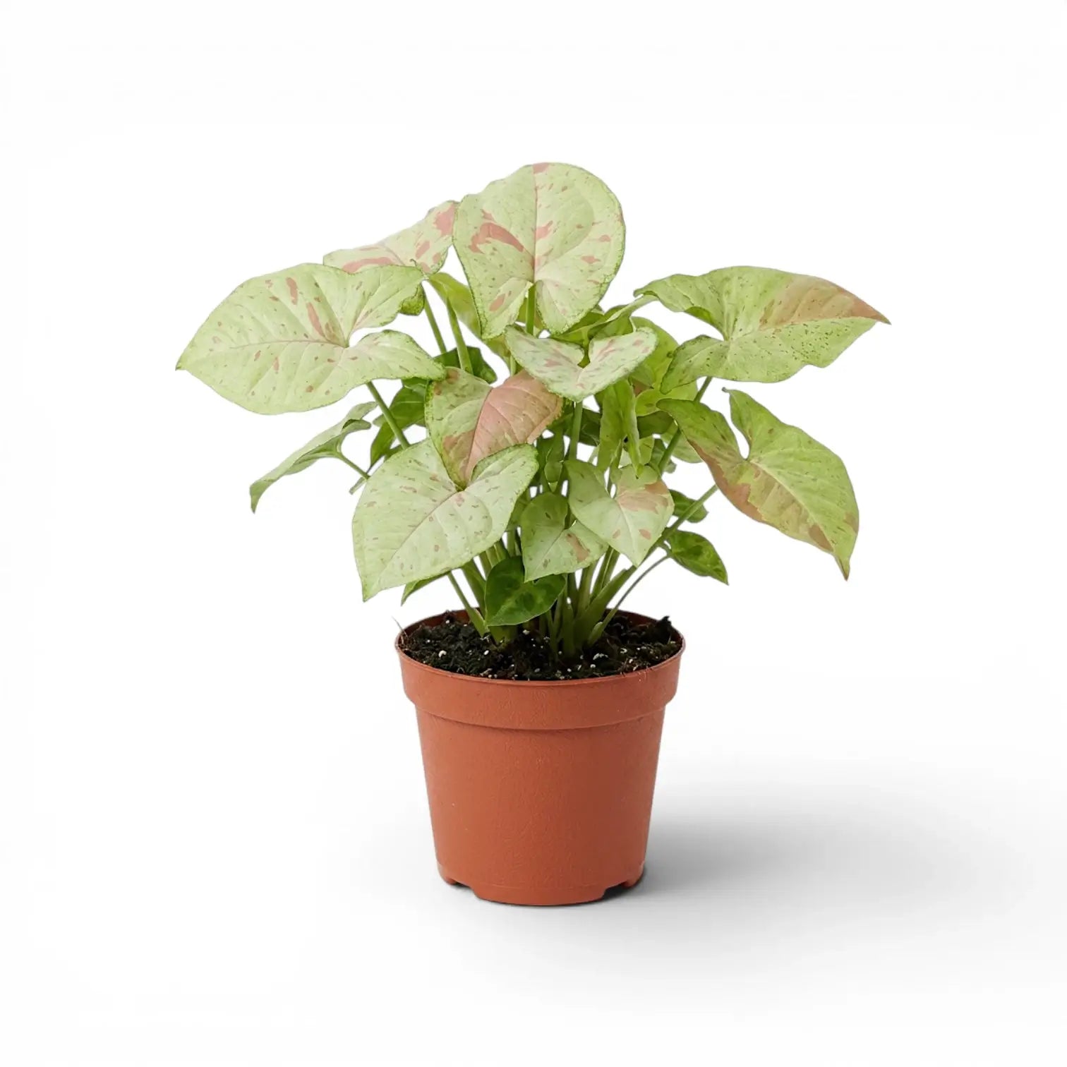 Syngonium Confetti plant with pink-speckled leaves in a nursery pot.