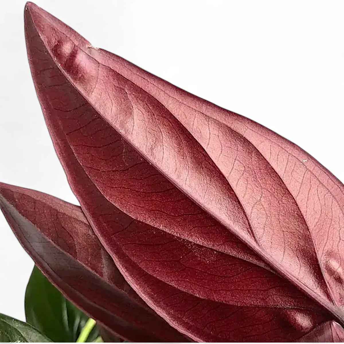 Syngonium Red Arrow  Foliage Factory