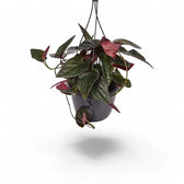 Syngonium erythrophyllum 'Red Arrow' potted plant in nursery pot on white background.