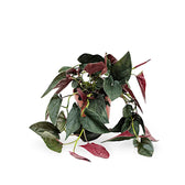 Syngonium erythrophyllum 'Red Arrow' potted plant in nursery pot on white background.