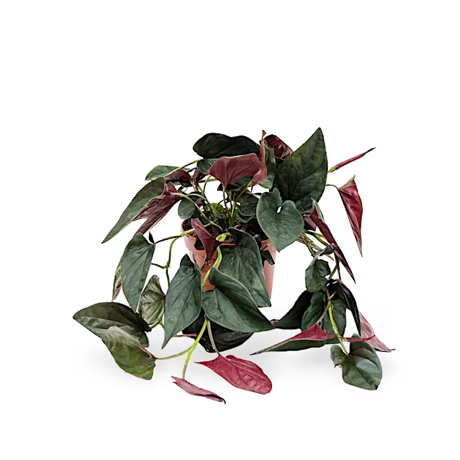 Syngonium erythrophyllum 'Red Arrow' potted plant in nursery pot on white background.