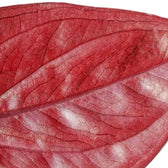 Syngonium erythrophyllum 'Red Arrow' potted plant in nursery pot on white background.