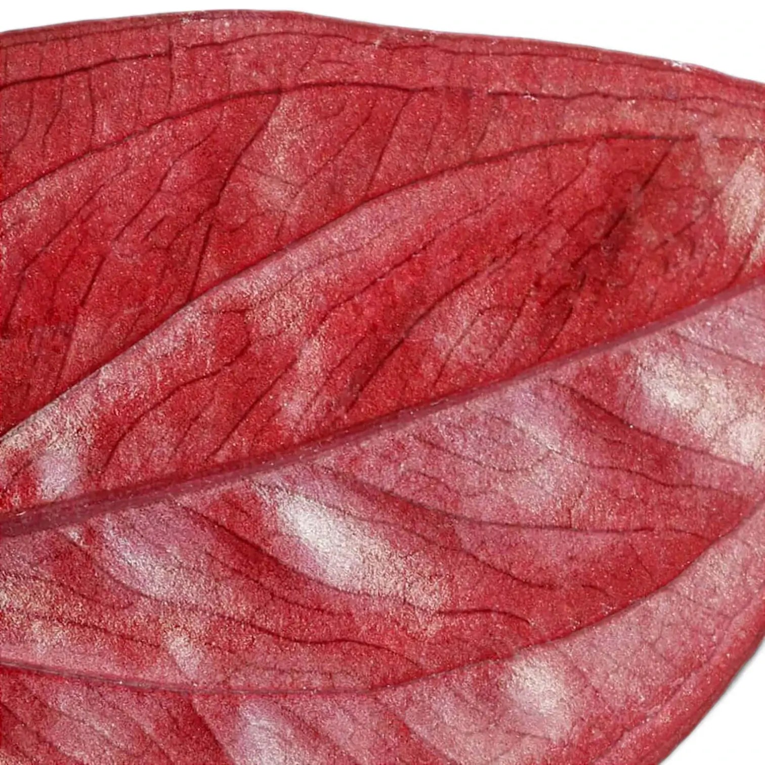 Syngonium erythrophyllum 'Red Arrow' potted plant in nursery pot on white background.