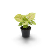Kleines Syngonium 'Mango Allusion' mit breiten hellgrünen Blättern und rosafarbenen Blattadern im Kulturtopf.