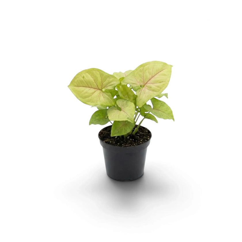 Small Syngonium 'Mango Allusion' with broad pale green leaves and pink veins in a nursery pot.