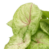 Blätter von Syngonium 'Mango Allusion' mit hellgrünen Blattmitten, rosafarbenen, verzweigten Blattadern und einer Marmorierung in dunklerem Grün.