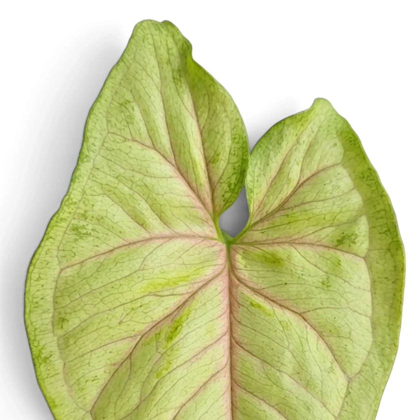 Single Syngonium 'Mango Allusion' leaf with an arrow shape, pink branching veins and a mottled green border.