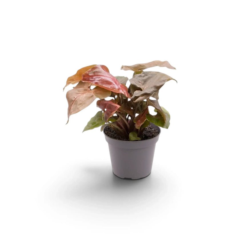 Young Syngonium podophyllum 'Maria Allusion' in a nursery pot