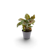 Young Syngonium podophyllum 'Maria Allusion' in a nursery pot