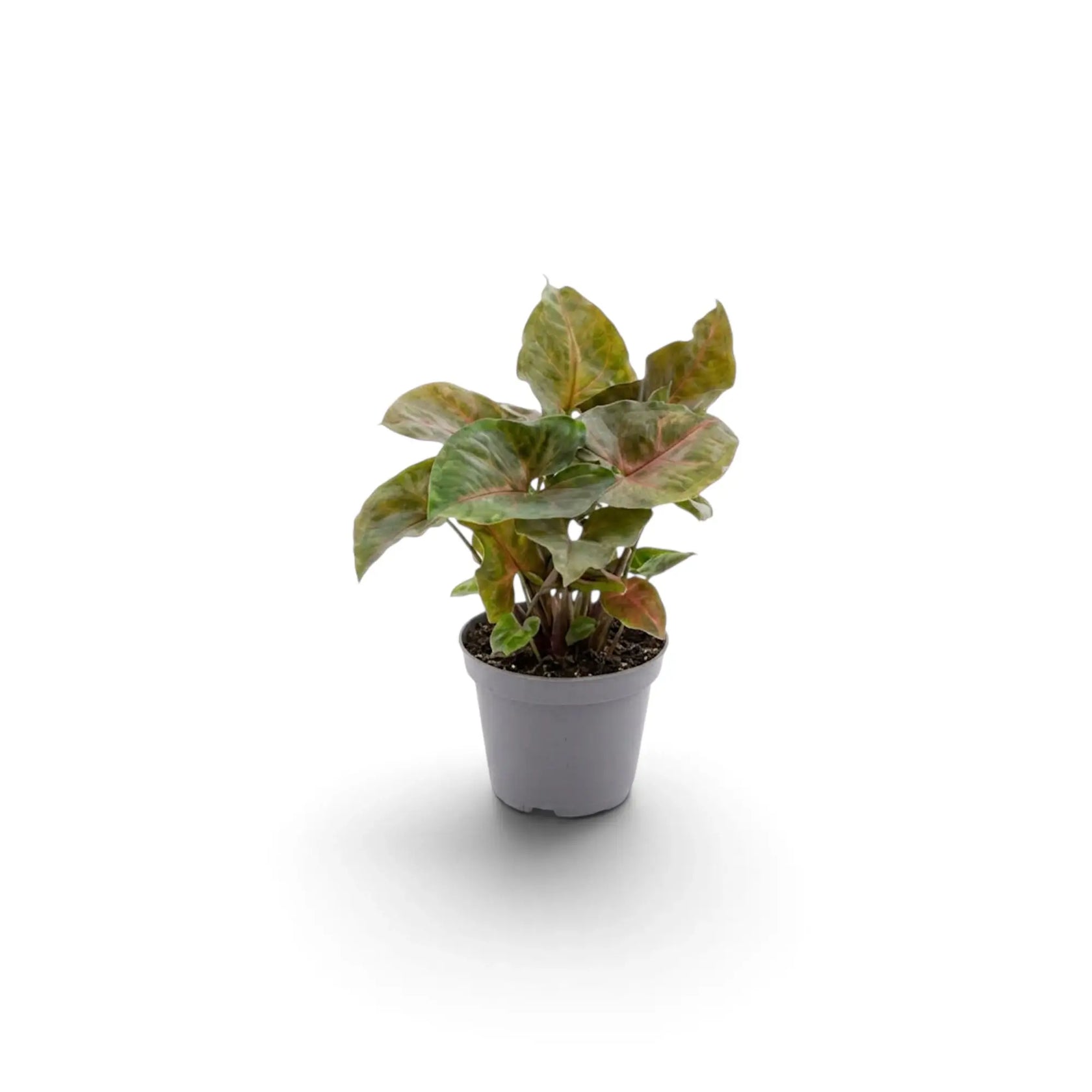 Young Syngonium podophyllum 'Maria Allusion' in a nursery pot