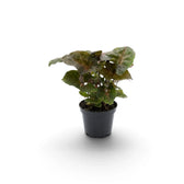 Young Syngonium podophyllum 'Maria Allusion' in a nursery pot