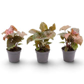 Young Syngonium podophyllum 'Maria Allusion' in a nursery pot