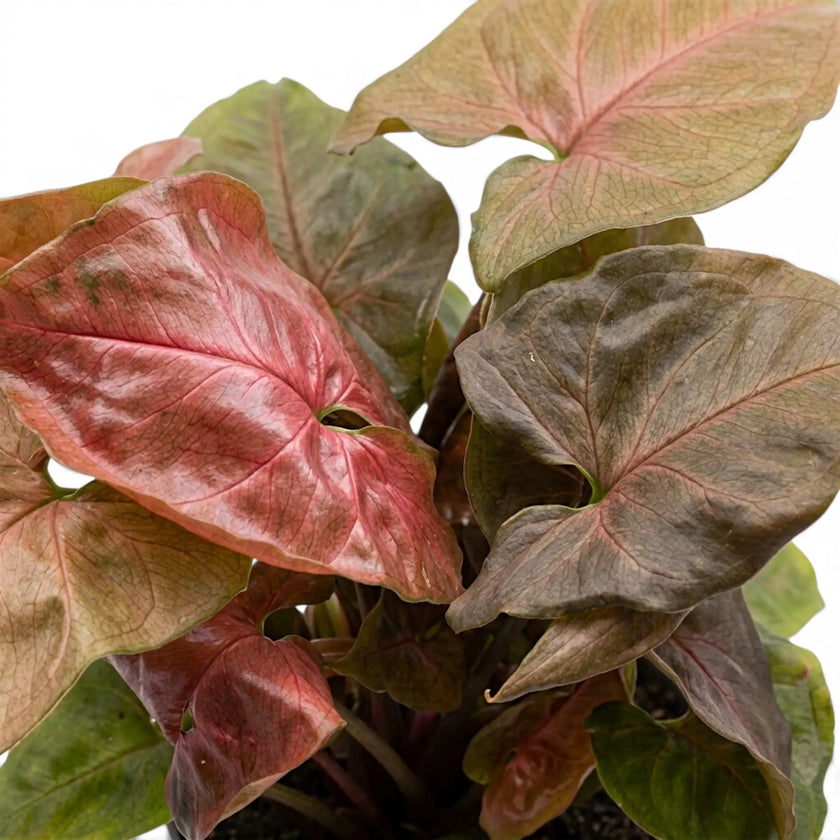 Syngonium podophyllum 'Maria Allusion' foliage close-up