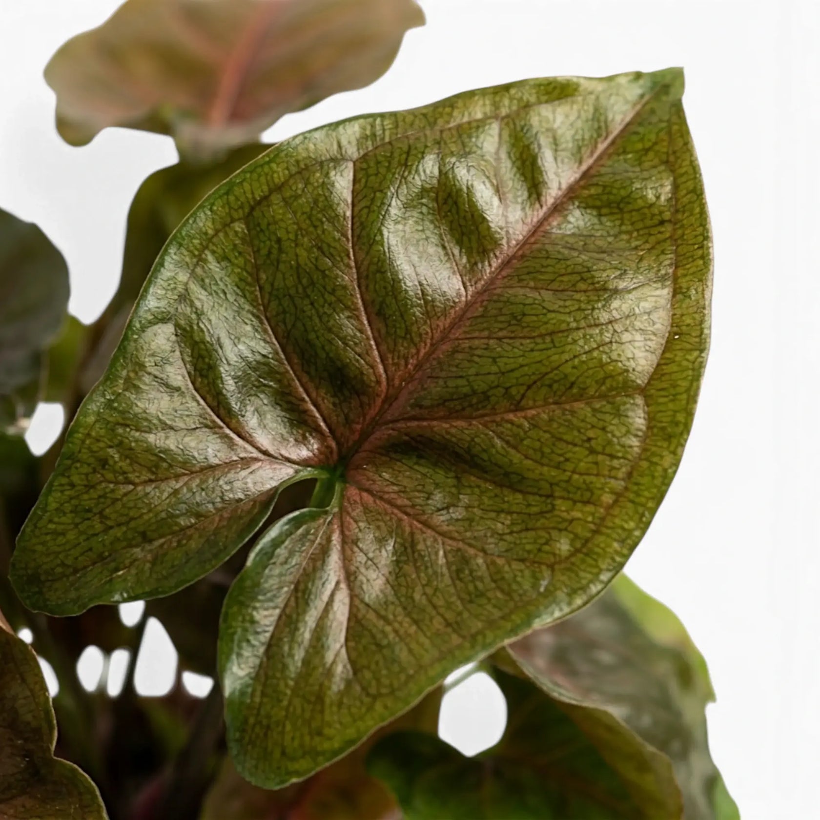 Syngonium podophyllum 'Maria Allusion' foliage close-up