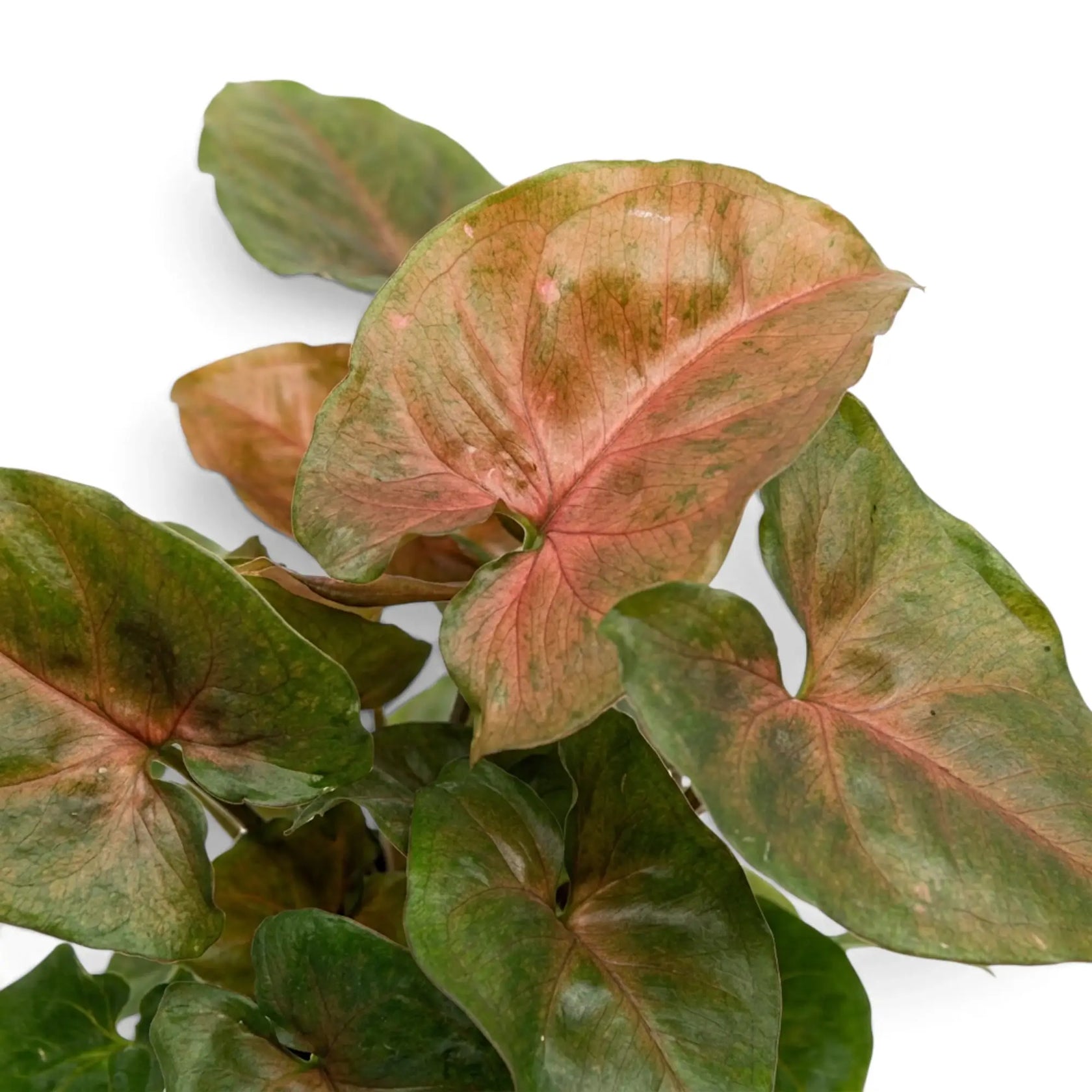 Syngonium podophyllum 'Maria Allusion' foliage close-up