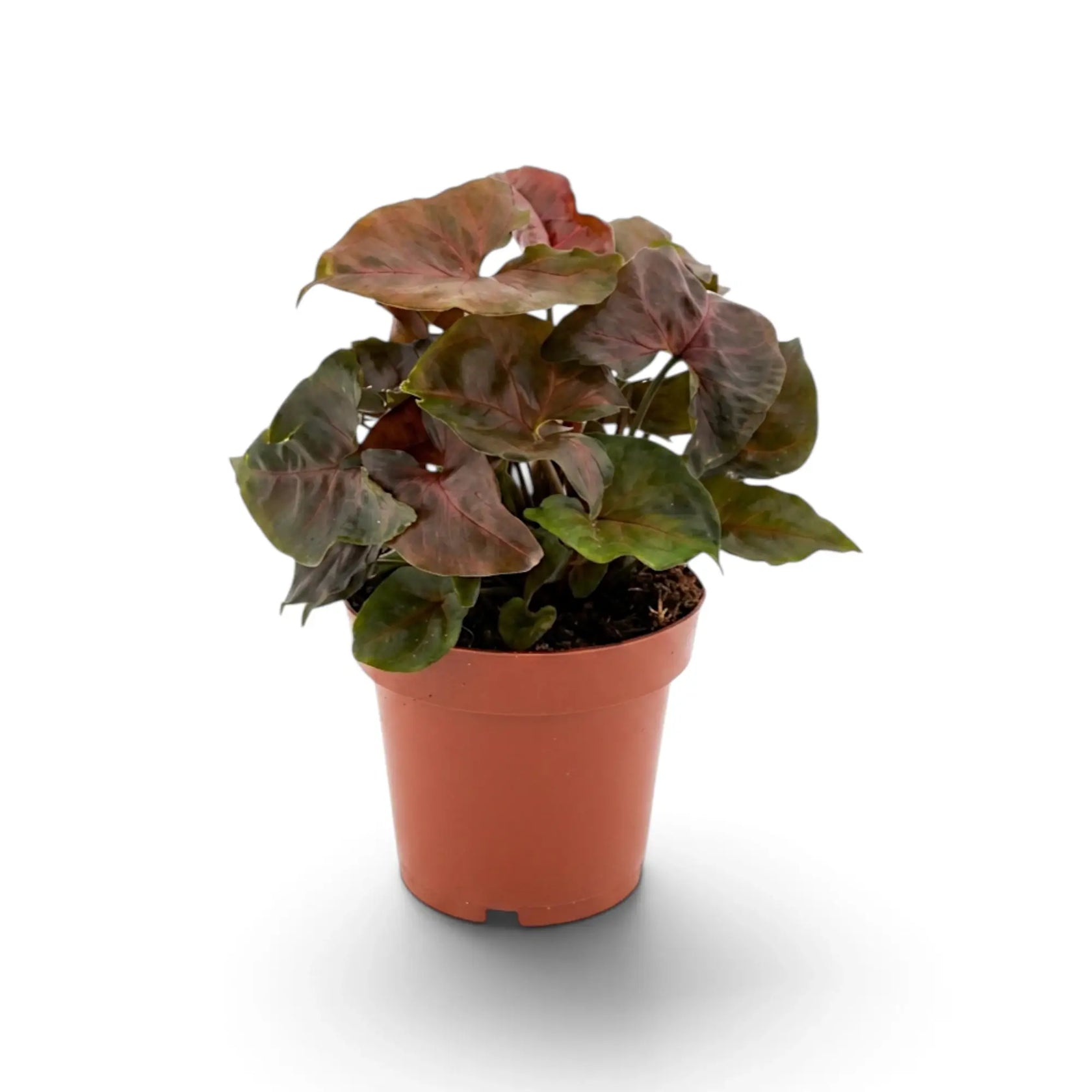 Syngonium podophyllum 'Maria Allusion' in a nursery pot
