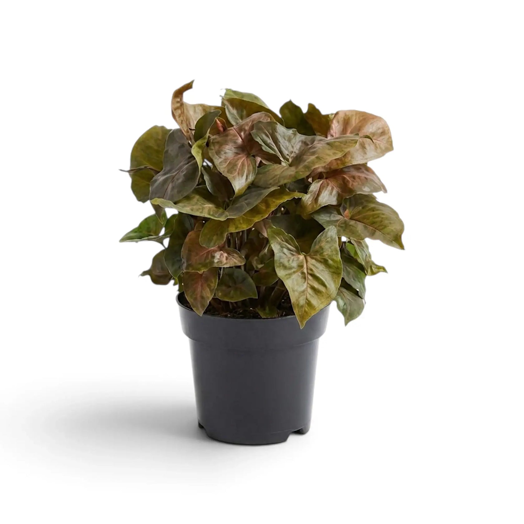 Syngonium podophyllum 'Maria Allusion' in a nursery pot