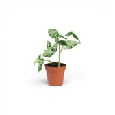 Jungpflanze von Syngonium Mottled mit grün-weiß panaschierten Blättern vor weißem Hintergrund