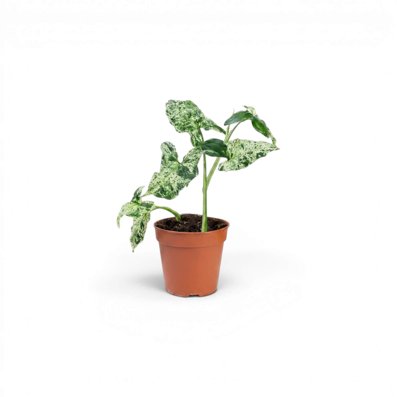 Jungpflanze von Syngonium Mottled mit grün-weiß panaschierten Blättern vor weißem Hintergrund