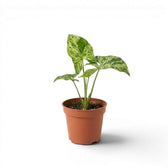 Jungpflanze von Syngonium Mottled mit grün-limettengrün panaschierten Blättern vor weißem Hintergrund
