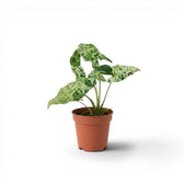 Jungpflanze von Syngonium Mottled mit grün-limettengrün panaschierten Blättern im Kulturtopf vor weißem Hintergrund