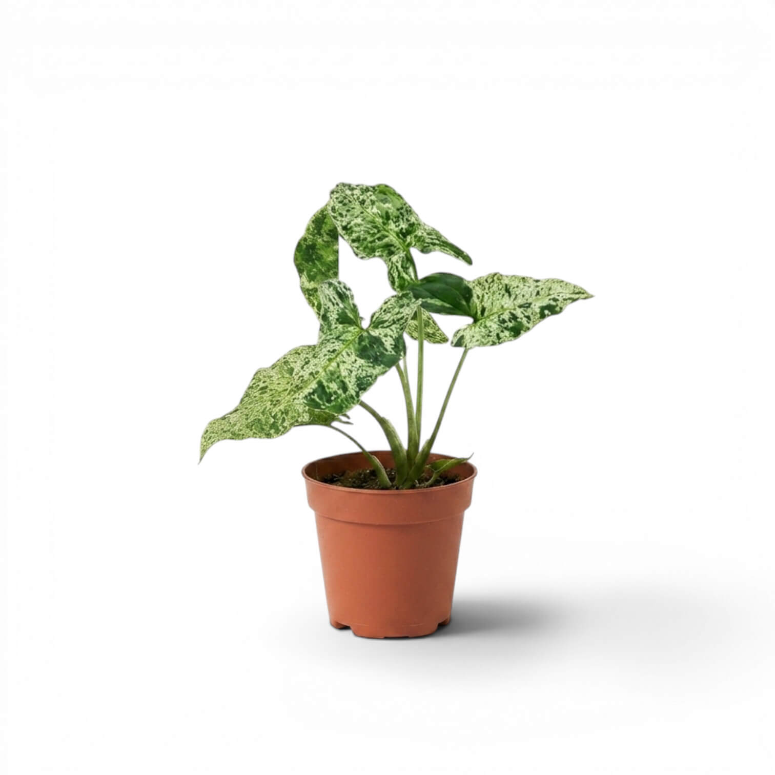 Jungpflanze von Syngonium Mottled mit grün-limettengrün panaschierten Blättern im Kulturtopf vor weißem Hintergrund