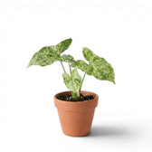 Jungpflanze von Syngonium Mottled mit grün-limettengrün panaschierten Blättern vor weißem Hintergrund