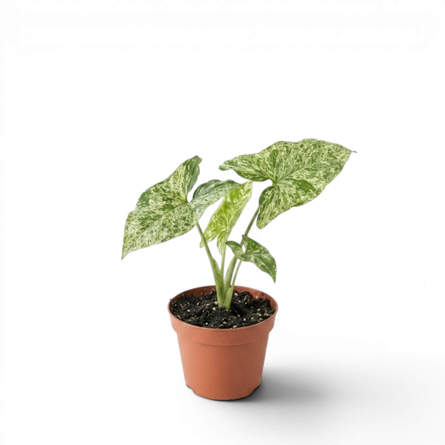 Jungpflanze von Syngonium Mottled mit grün-limettengrün panaschierten Blättern vor weißem Hintergrund
