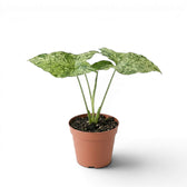 Jungpflanze von Syngonium Mottled mit grün-limettengrün panaschierten Blättern vor weißem Hintergrund