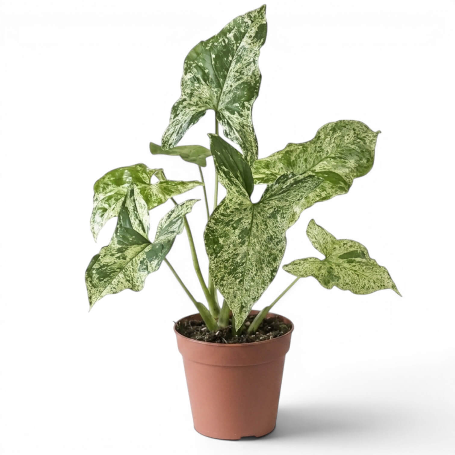 Syngonium Mottled mit grün, limettengrün und cremefarben gemusterten Blättern vor weißem Hintergrund