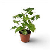 Syngonium Mottled mit grün, limettengrün und cremefarben gemusterten Blättern vor weißem Hintergrund