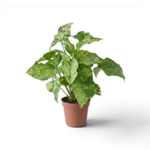 Syngonium Mottled mit grün, limettengrün und cremefarben gemusterten Blättern vor weißem Hintergrund