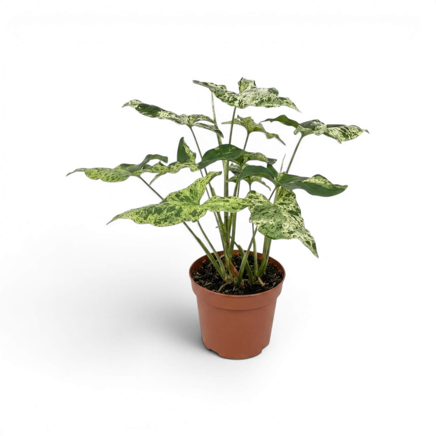 Syngonium Mottled mit grün, limettengrün und cremefarben gemusterten Blättern vor weißem Hintergrund