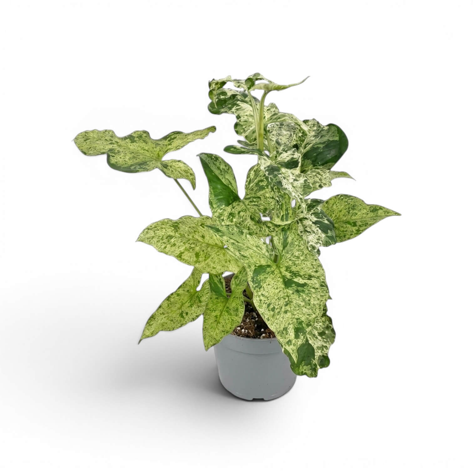 Syngonium Mottled mit grün, limettengrün und cremefarben gemusterten Blättern vor weißem Hintergrund
