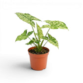 Syngonium Mottled mit grün, limettengrün und cremefarben gemusterten Blättern vor weißem Hintergrund