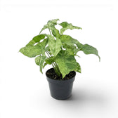 Syngonium Mottled mit grün, limettengrün und cremefarben gemusterten Blättern vor weißem Hintergrund