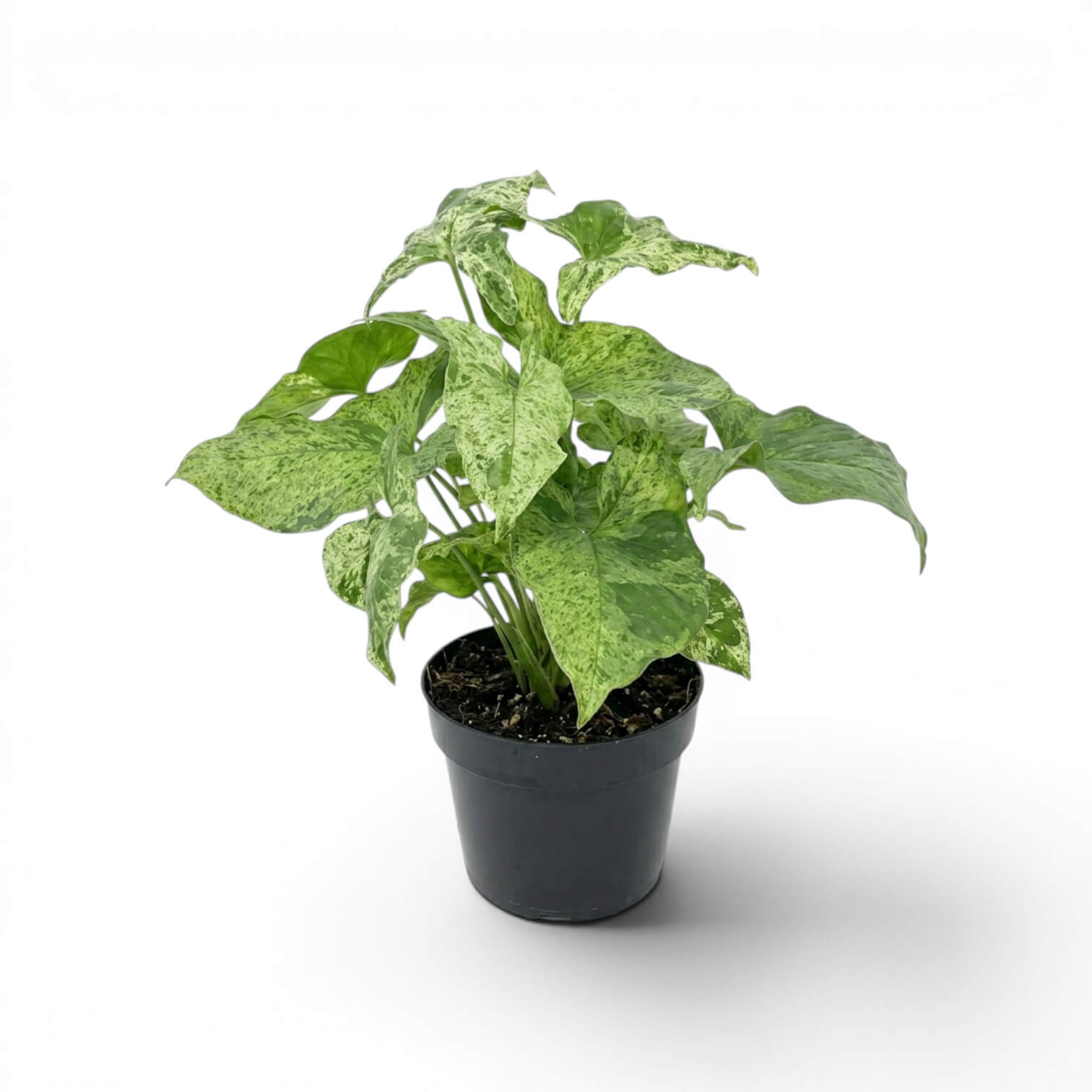 Syngonium 'Mottled' zeigt unvorhersehbare Marmorierung in Creme, Limette  und Grün – schnellwachsend und perfekt für helles, indirektes Licht