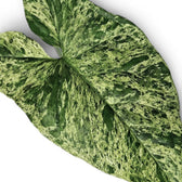 Nahaufnahme eines marmoriert panaschierten Blattes von Syngonium Mottled vor weißem Hintergrund