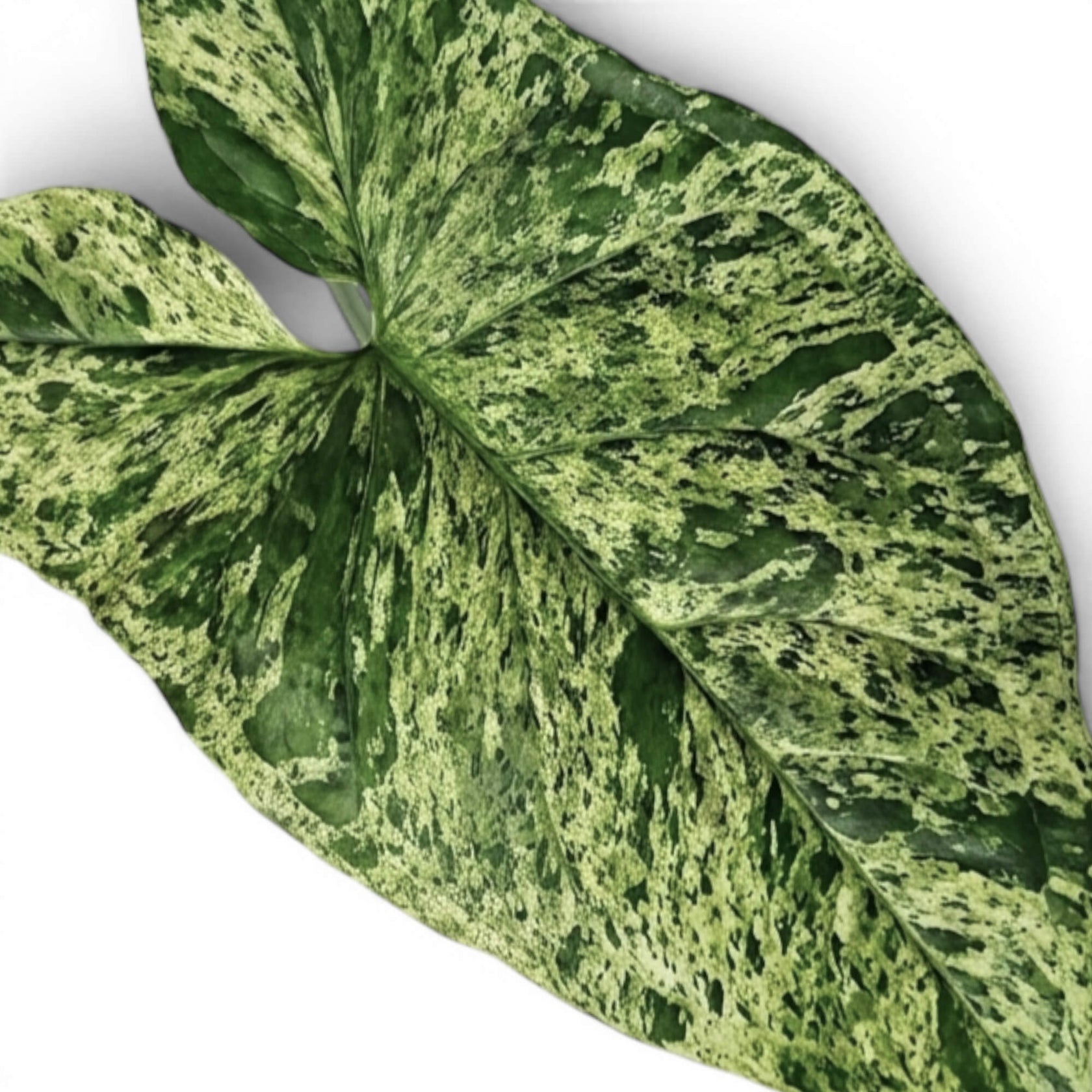 Nahaufnahme eines marmoriert panaschierten Blattes von Syngonium Mottled vor weißem Hintergrund
