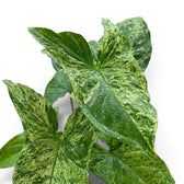 Nahaufnahme grün-limettengrün marmorierter Blätter von Syngonium Mottled vor weißem Hintergrund