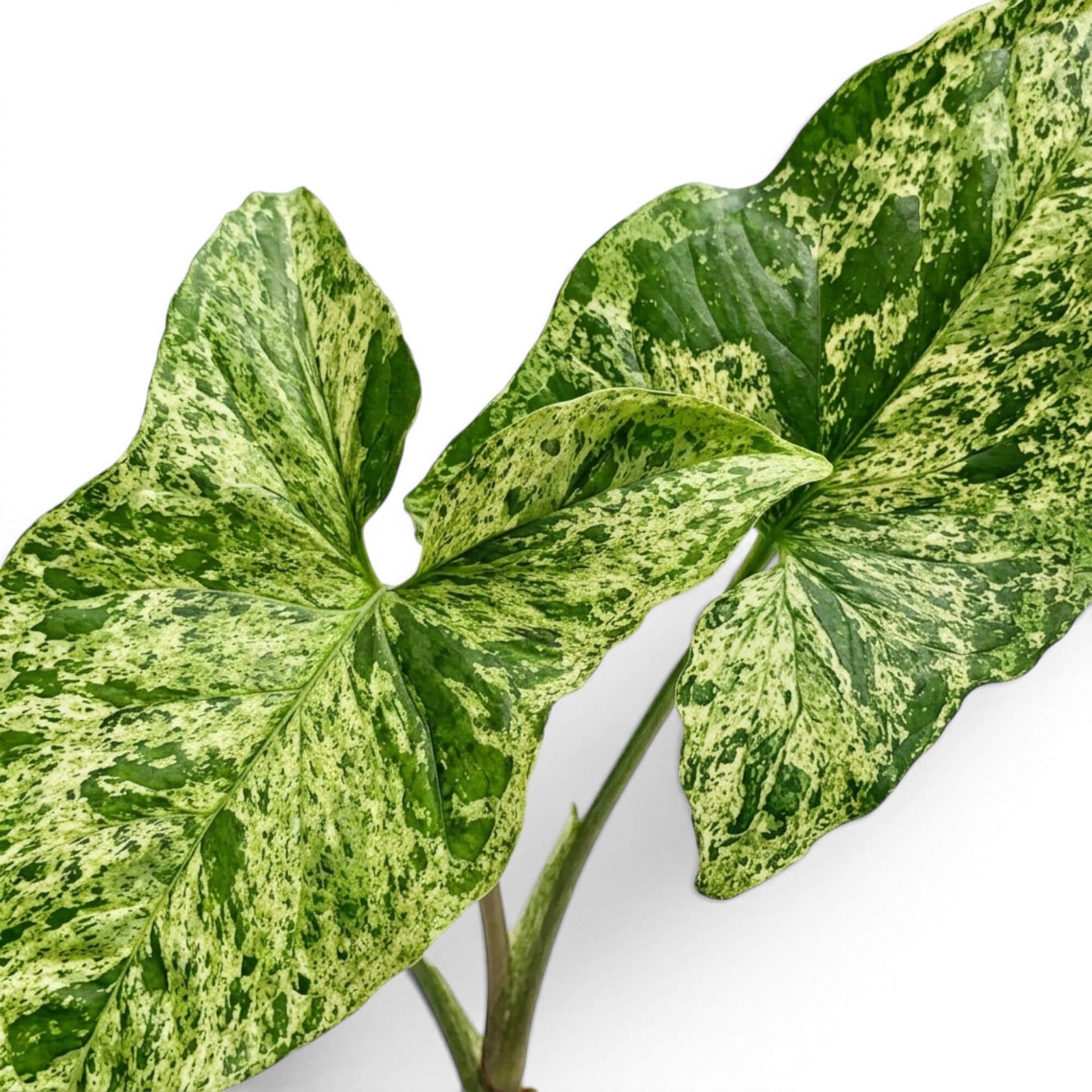 Nahaufnahme grün-limettengrün marmorierter Blätter von Syngonium Mottled vor weißem Hintergrund