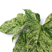 Nahaufnahme grün-limettengrün marmorierter Blätter von Syngonium Mottled vor weißem Hintergrund