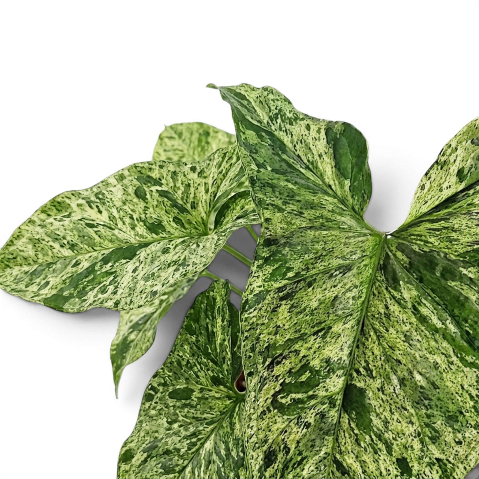 Nahaufnahme grün-limettengrün marmorierter Blätter von Syngonium Mottled vor weißem Hintergrund
