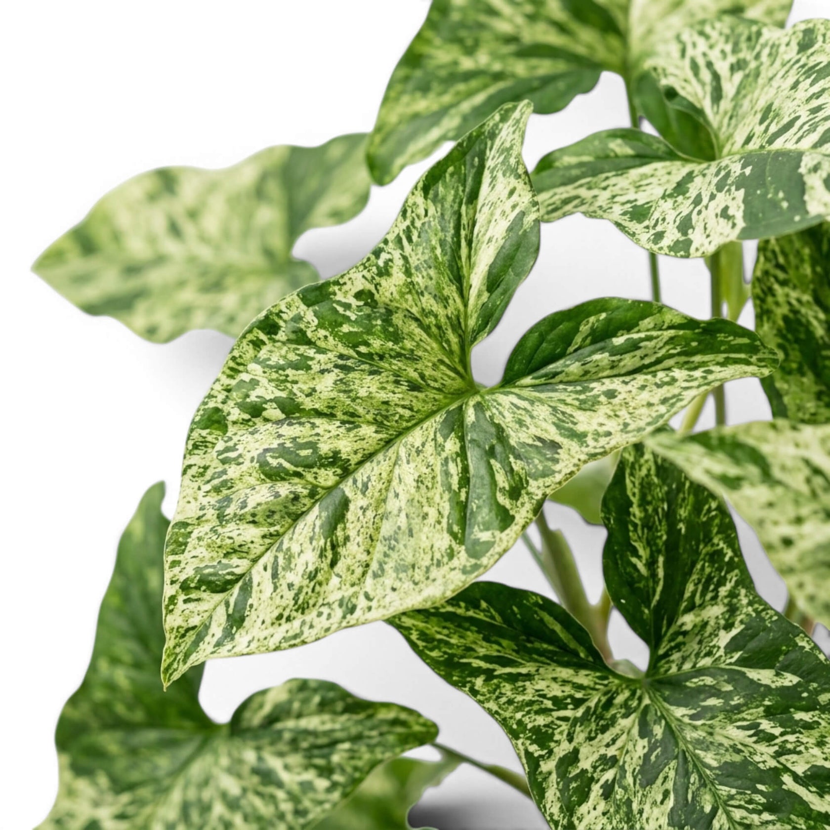 Nahaufnahme grün-limettengrün marmorierter Blätter von Syngonium Mottled vor weißem Hintergrund