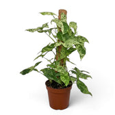 Syngonium Mottled am Moosstab mit grünen und limettengrünen Blättern vor weißem Hintergrund
