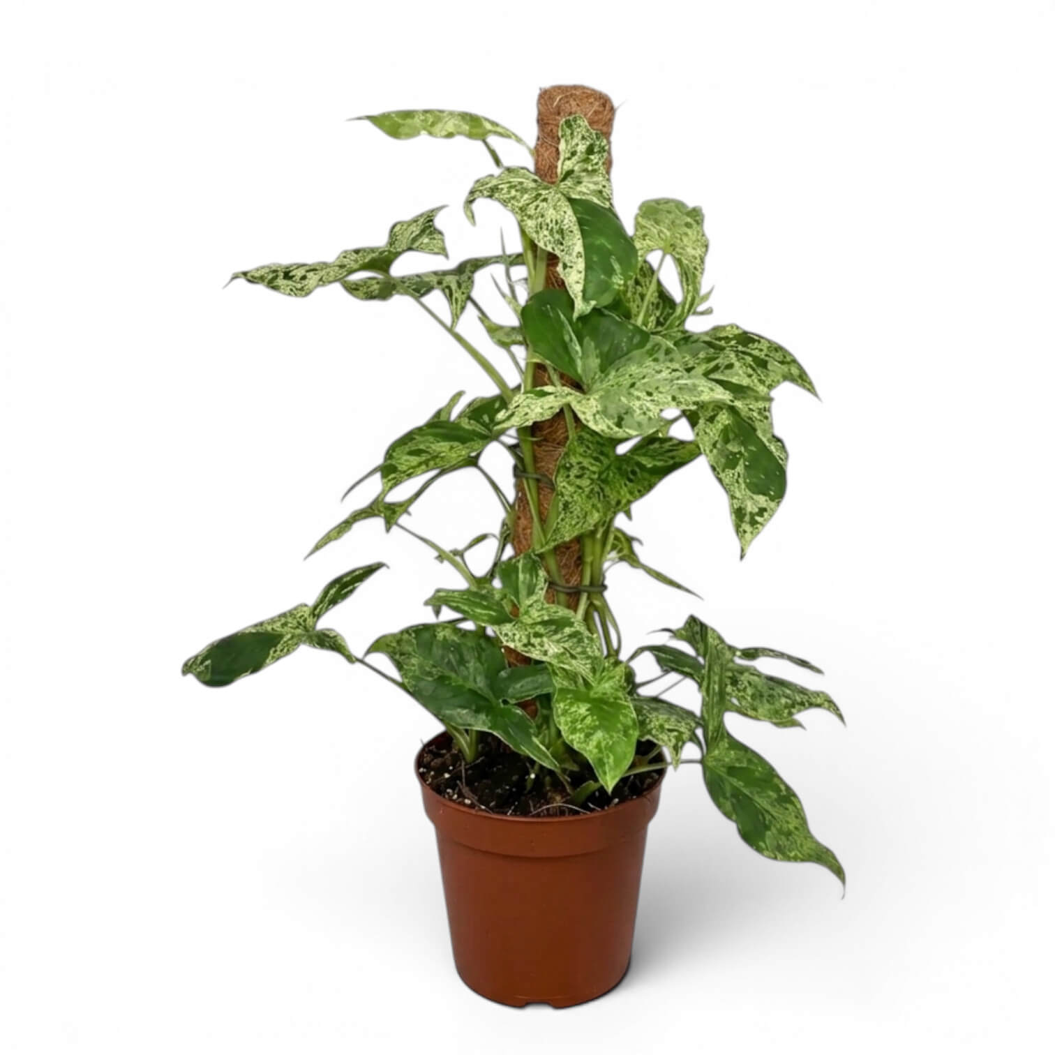 Syngonium Mottled am Moosstab mit grünen und limettengrünen Blättern vor weißem Hintergrund